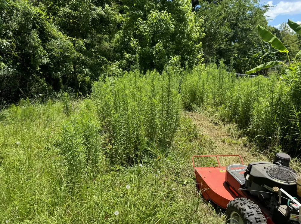 Custom yard maintenance experts serving Bluffton, SC - Man & Son Landscaping