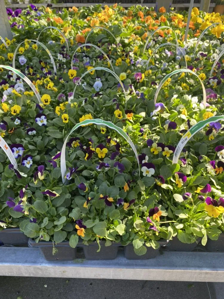 Top-rated garden landscaping in Bluffton, SC - Man & Son Landscaping