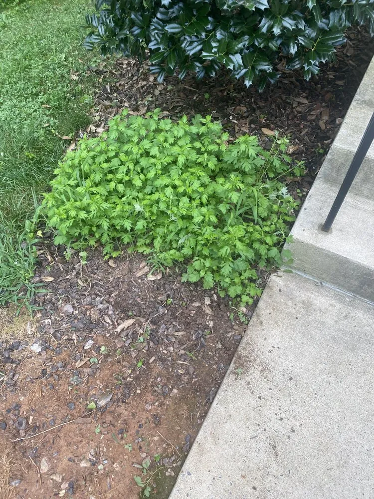 Expert residential landscaping for outdoor upgrades across Germantown, MD - Man Of Many Trades