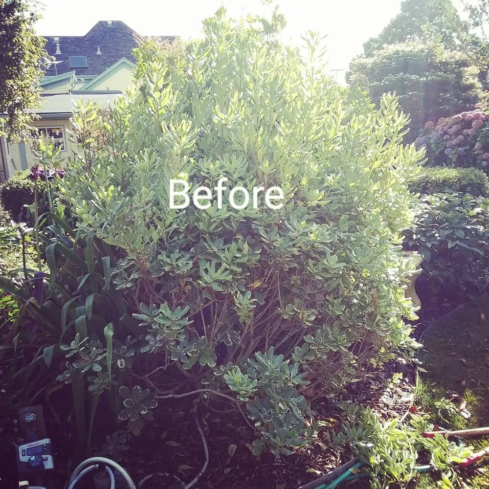 Expert outdoor landscaping for beautiful yards across Fortuna, CA - Mana Landscapes