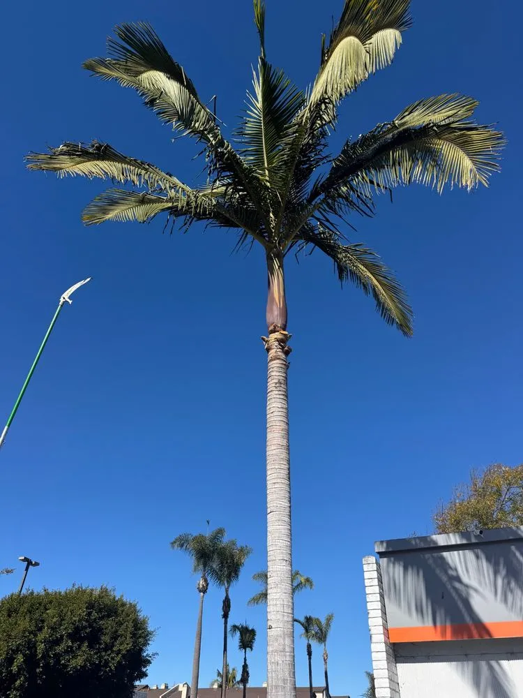 Top-rated outdoor landscaping for beautiful yards across San Diego, CA - Manage Mowed