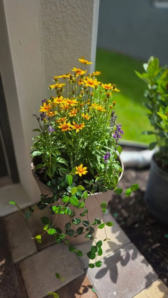 Local residential landscaping for year-round maintenance in Parrish, FL by Manatee Porch and Planter