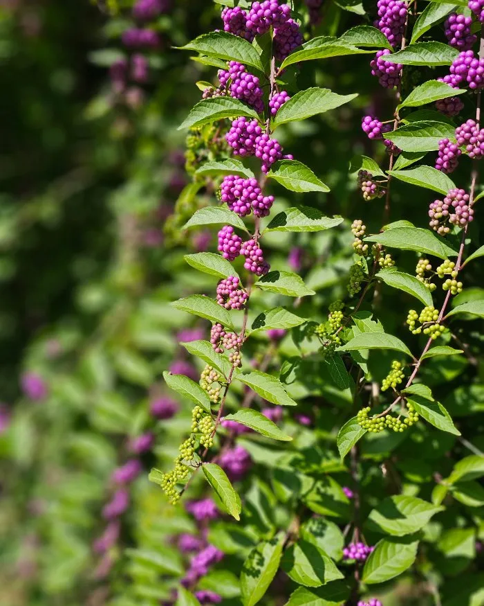 Professional landscape design in Richmond, VA - Manchester Gardening