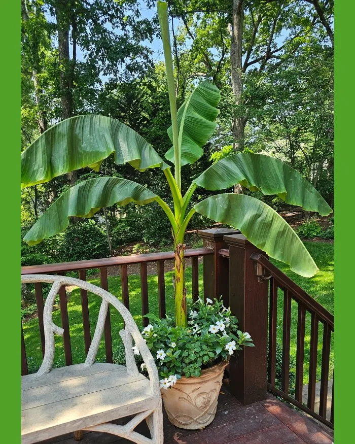 Top-rated yard cleanup service in Richmond, VA - Manchester Gardening