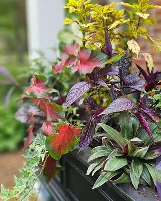 Manchester Gardening Logo