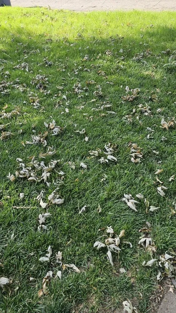 Expert outdoor landscaping in Wichita, KS - Mando's Power Services