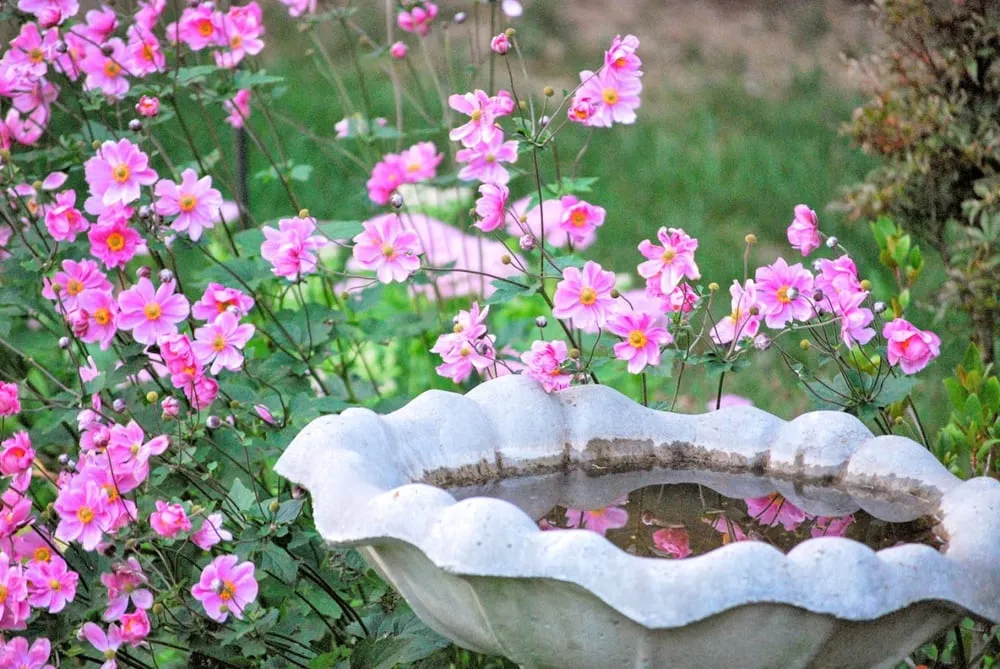 Local yard cleanup service for outdoor upgrades across Cranberry Township, PA - Manes Brothers