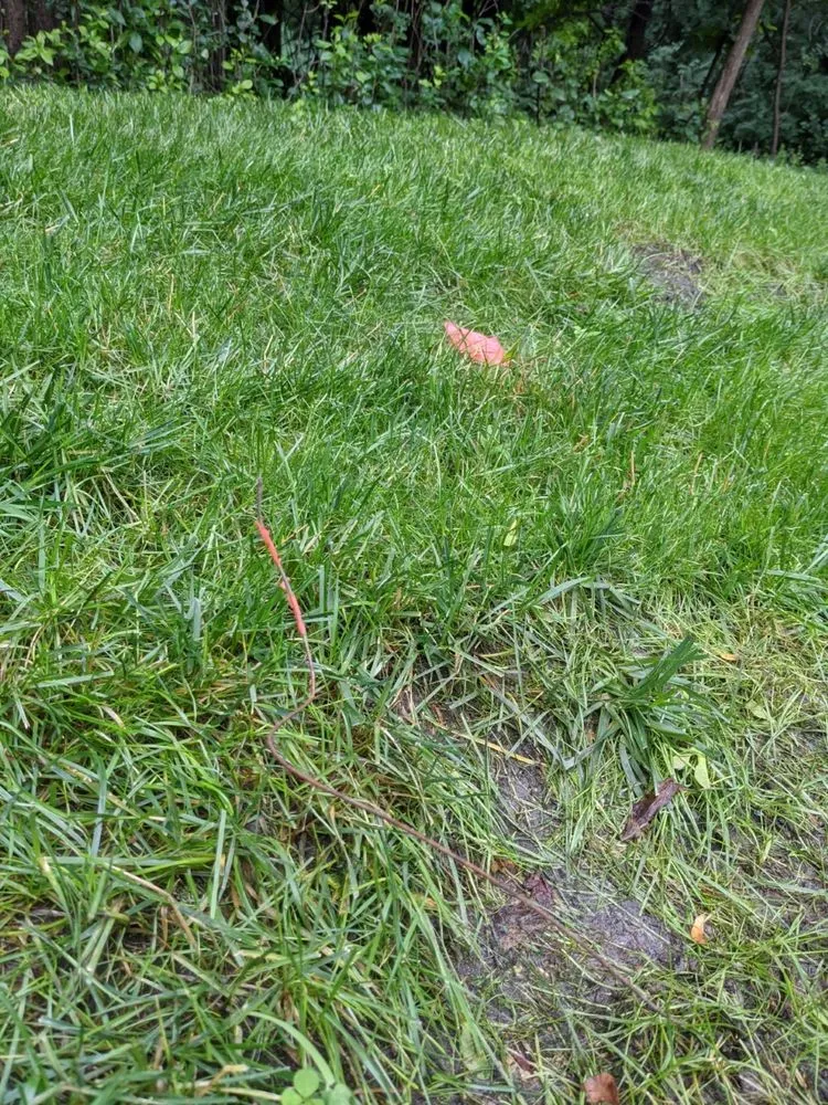 Top-rated landscape design in Excelsior, MN - Mangold Horticulture