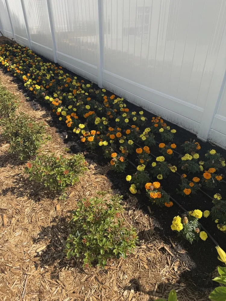 Top-rated lawn mowing service for year-round maintenance in Naples, FL by Mangrove Landscape Management