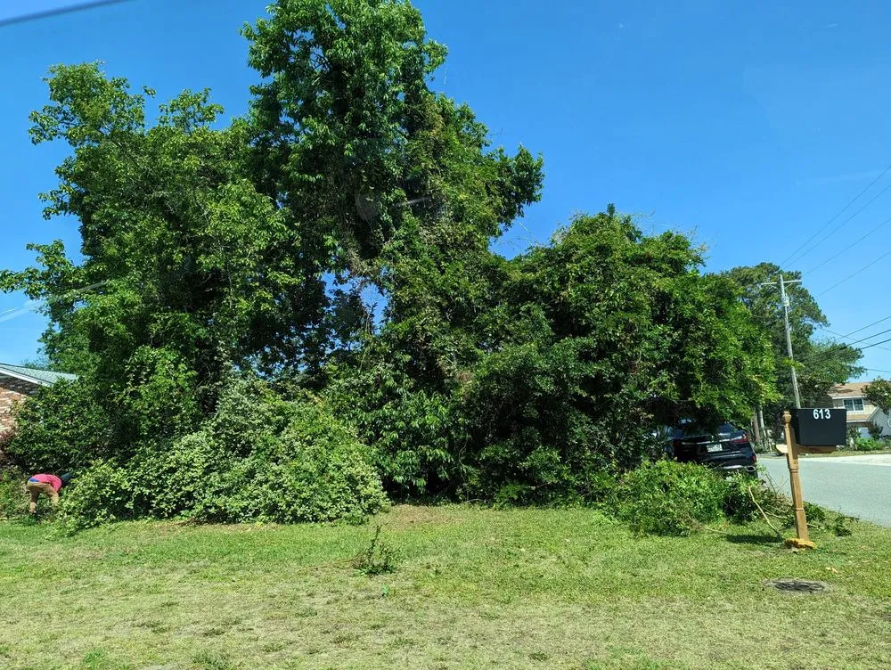 Top-rated landscaping services for year-round maintenance in Myrtle Beach, SC by Manigault Landscaping Tree Removal