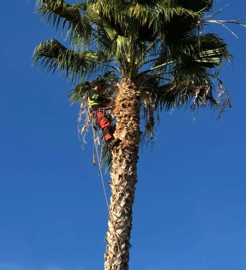 Custom yard maintenance in Antioch, CA by Mani’s Tree Services