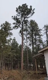 Custom lawn mowing service in Manitou Springs, CO by Manitou Tree