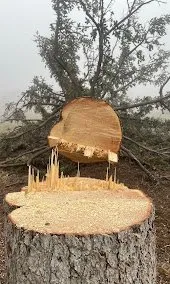 Reliable lawn mowing service for homes in Manitou Springs, CO by Manitou Tree