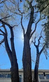 Local yard maintenance with custom design in Manitou Springs, CO by Manitou Tree