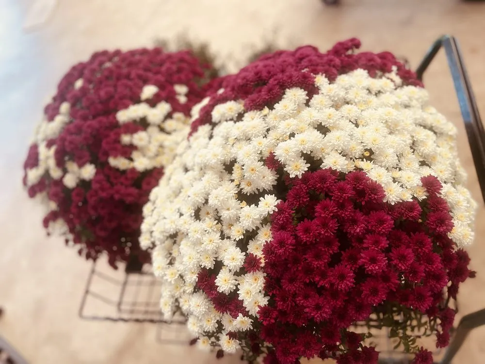 Professional landscape installation for residential properties in Abilene, TX by Mankin and Sons Gardens