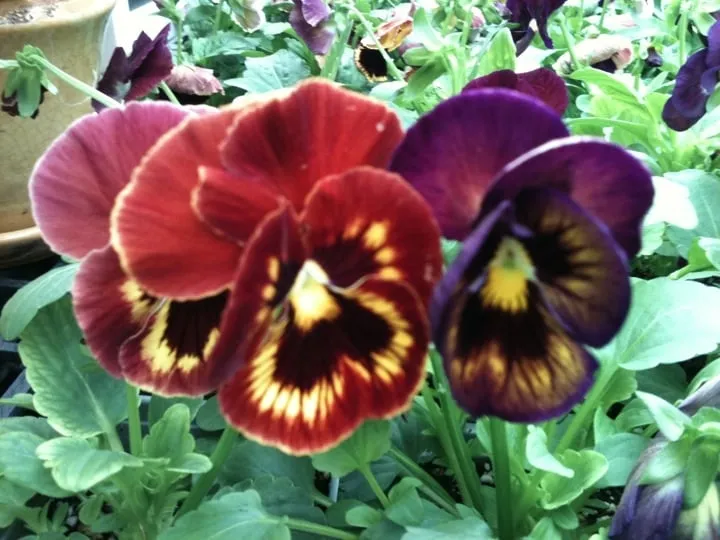 Expert lawn care service for residential properties across Abilene, TX - Mankin and Sons Gardens