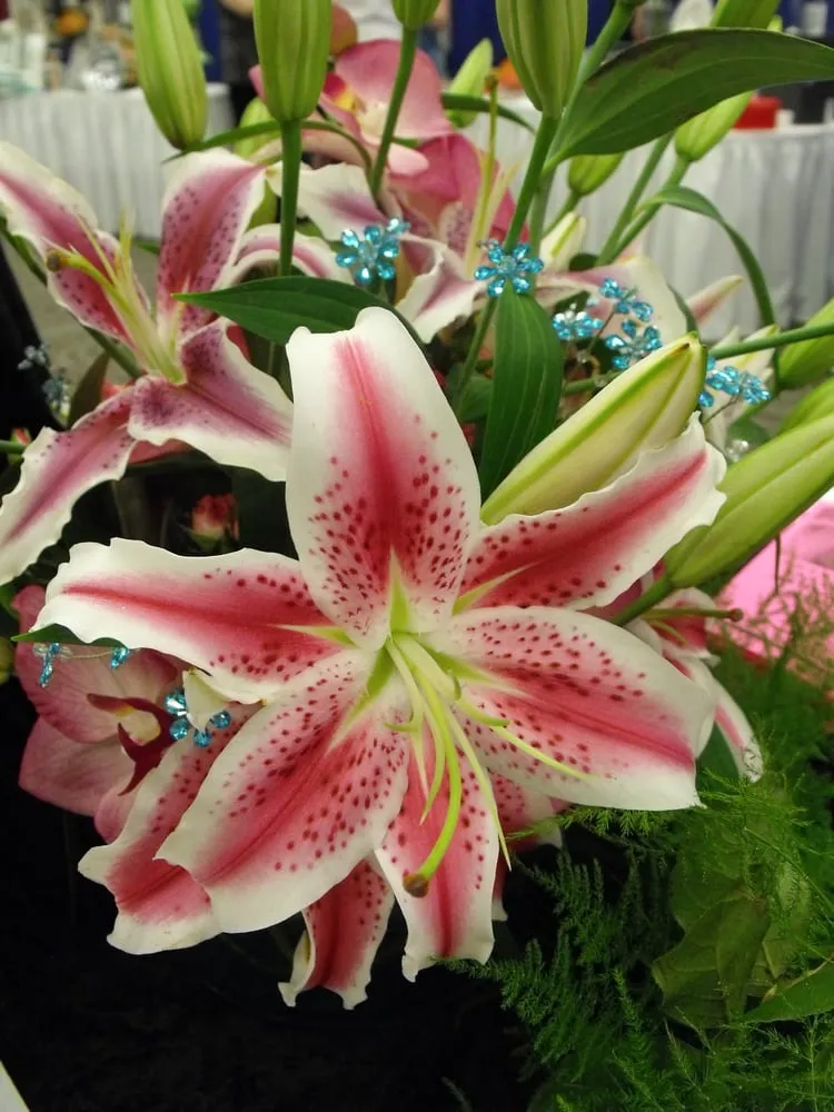 Top-rated landscape design in Abilene, TX - Mankin and Sons Gardens