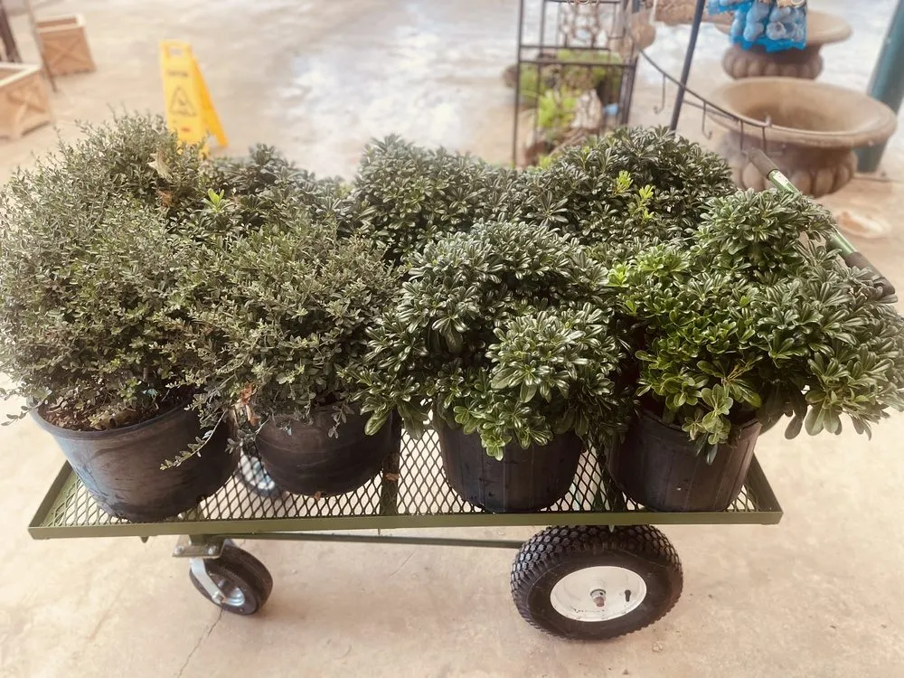 Reliable landscape installation in Abilene, TX - Mankin and Sons Gardens