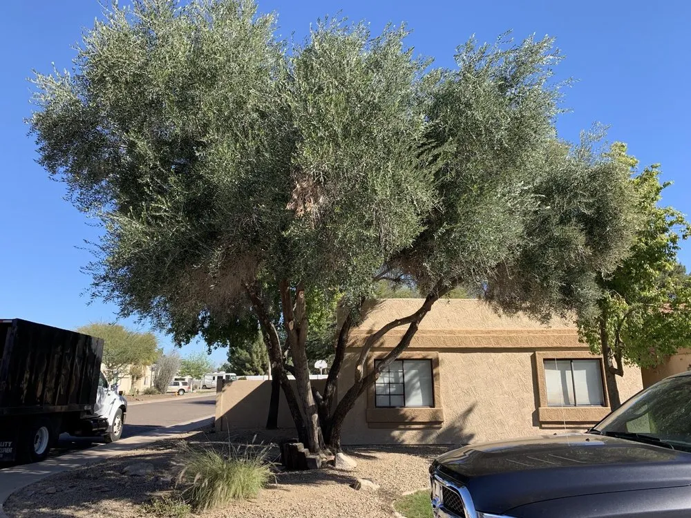 Top-rated landscape design for outdoor upgrades in Gilbert, AZ by Manna Turf and Tree