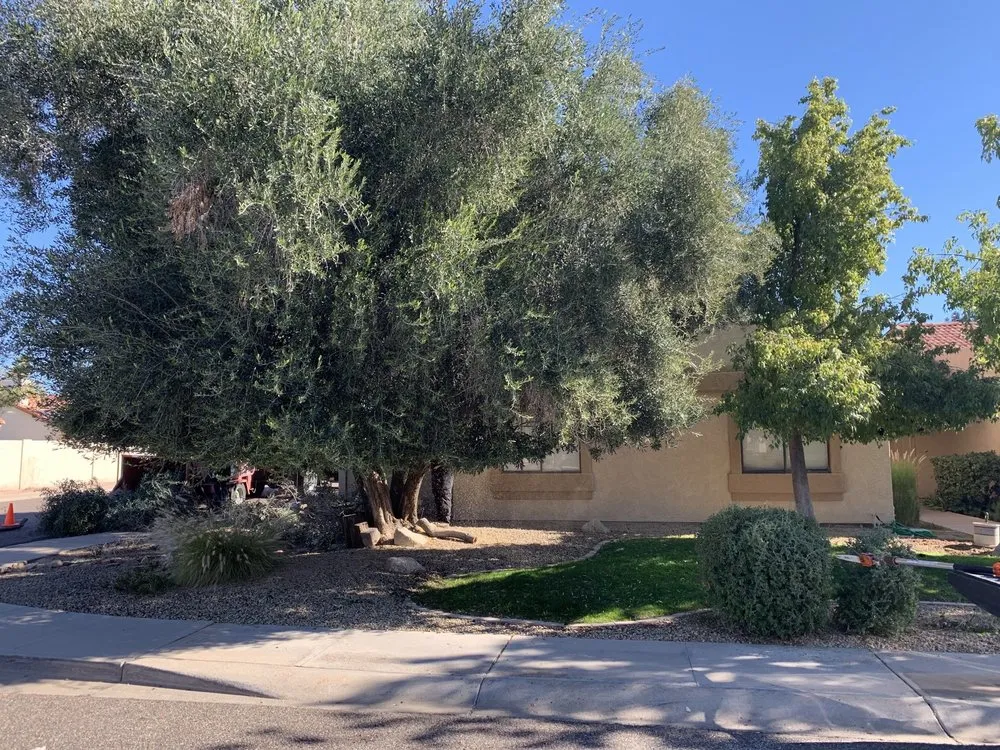 Expert landscaping services experts serving Gilbert, AZ - Manna Turf and Tree