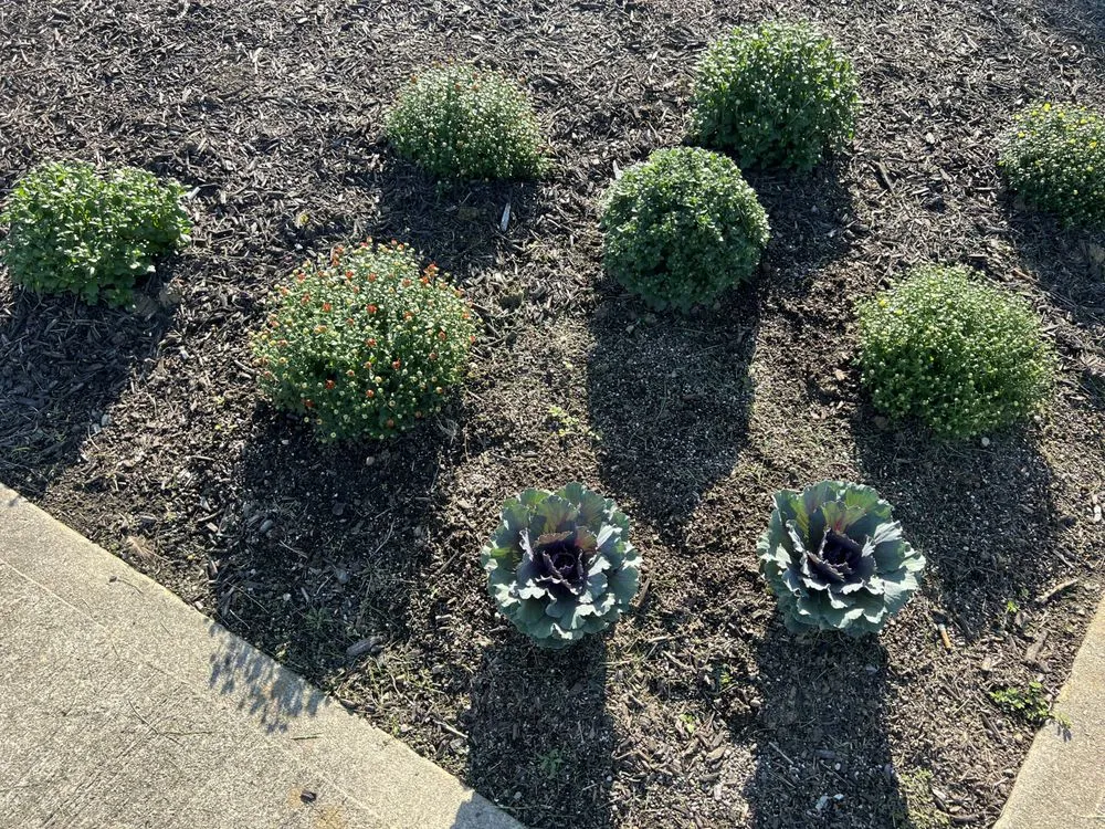 Reliable lawn care service near you in New Castle, IN by Manning Lawn Care and Property Management