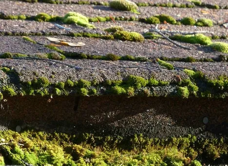 Local landscape design for residential properties across Sumter, SC - Manning Lawn Care