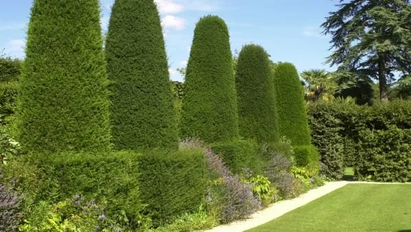 Reliable yard cleanup service for homes across Sumter, SC - Manning Lawn Care