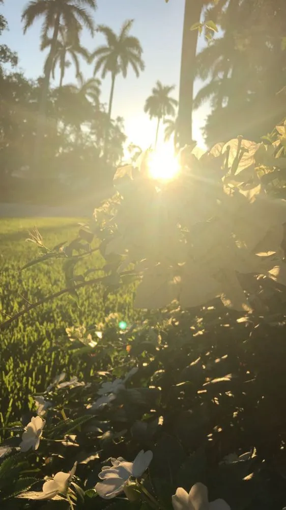 Expert lawn mowing service in Miami Beach, FL - Manny The Plant Guy