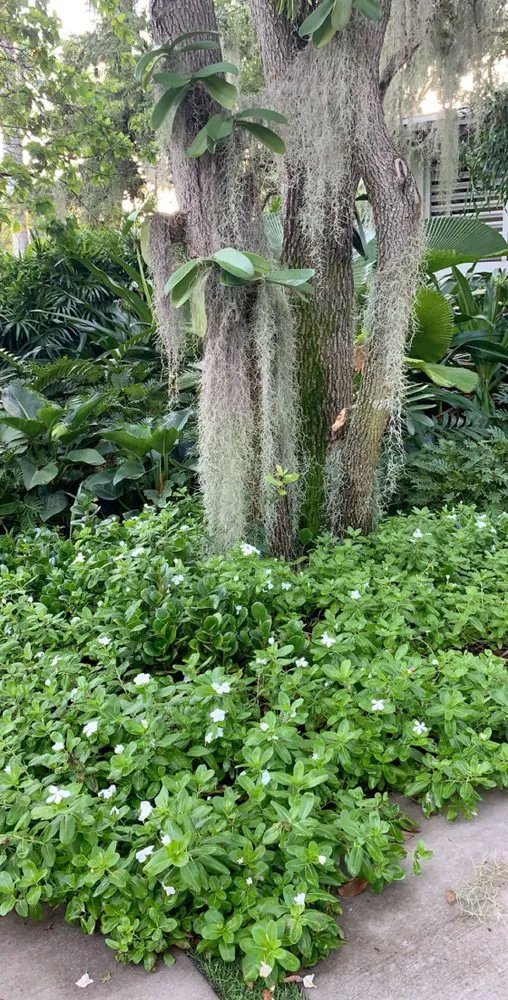 Top-rated garden landscaping in Miami Beach, FL by Manny The Plant Guy