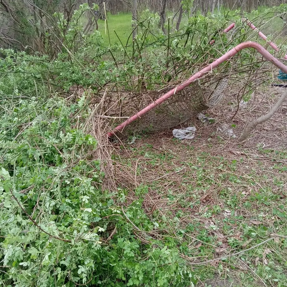 Affordable yard cleanup service near you across Delmar, MD - Mannymoe Landscapin