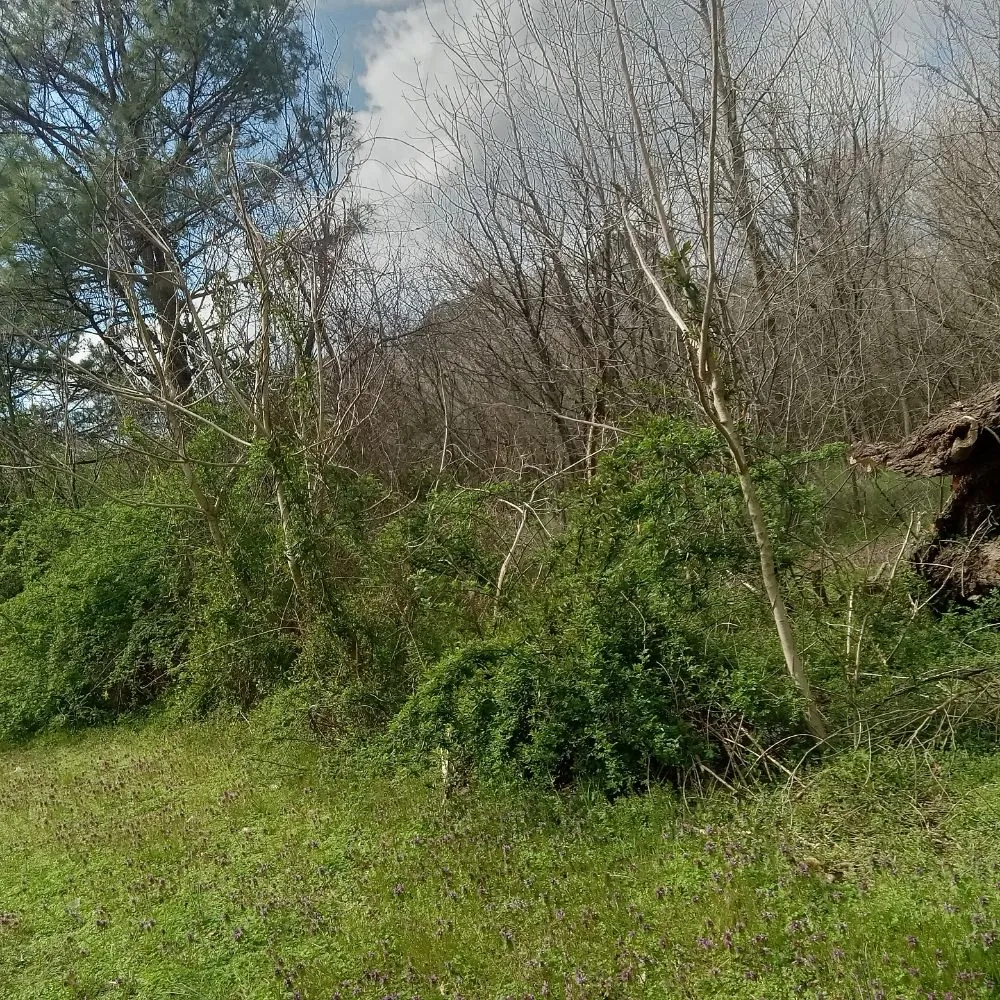 Custom landscape design experts serving Delmar, MD - Mannymoe Landscapin