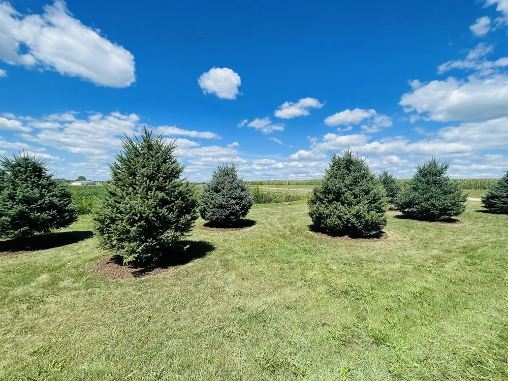 Trusted yard cleanup service for outdoor upgrades in Mahomet, IL by Manny’s Cleaning,Lawn Care & Snow Removal Services