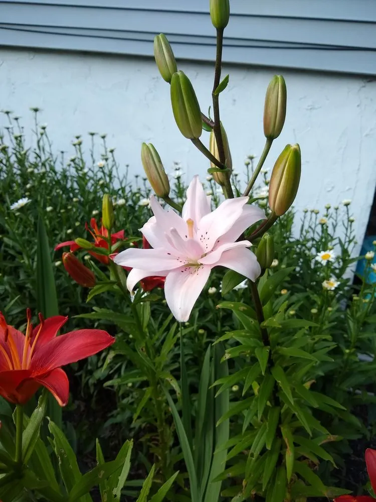 Custom landscape design in Poughkeepsie, NY by Manny's Gardening & Landscaping