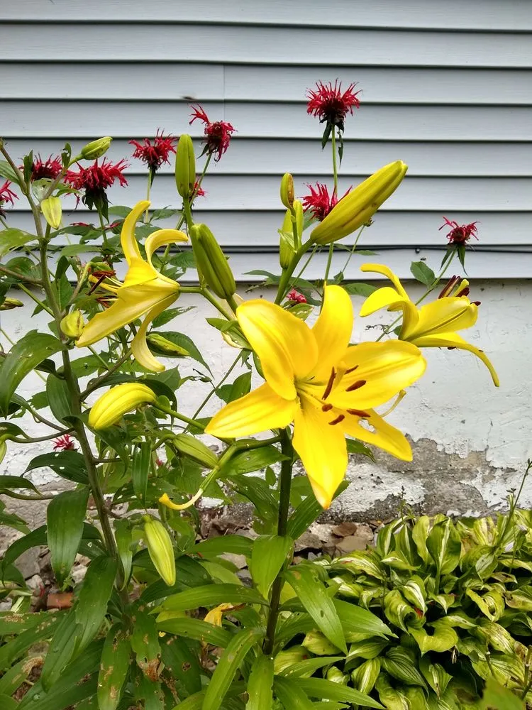 Professional garden landscaping experts serving Poughkeepsie, NY - Manny's Gardening & Landscaping