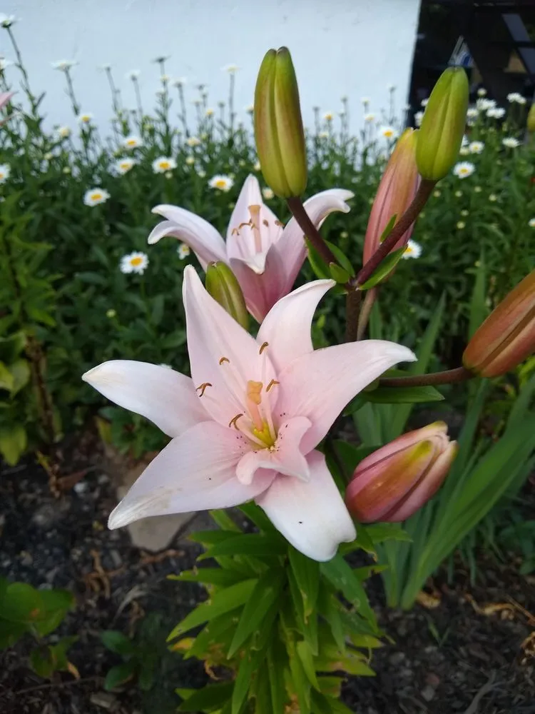 Custom garden landscaping in Poughkeepsie, NY - Manny's Gardening & Landscaping