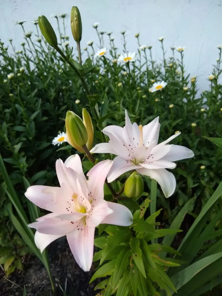 Top-rated garden landscaping experts serving Poughkeepsie, NY - Manny's Gardening & Landscaping