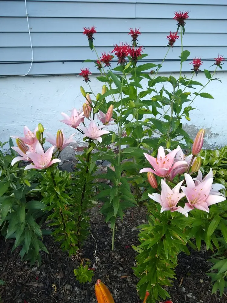 Custom lawn mowing service in Poughkeepsie, NY - Manny's Gardening & Landscaping