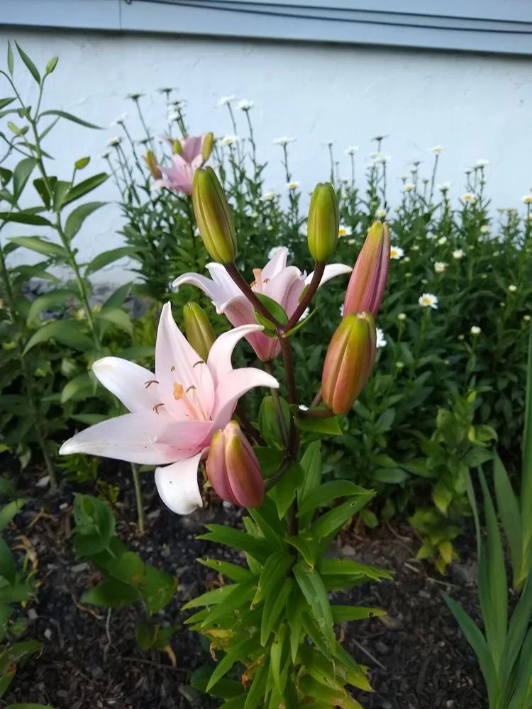 Professional yard cleanup service experts serving Poughkeepsie, NY - Manny's Gardening & Landscaping