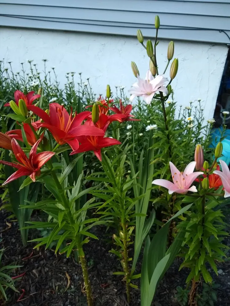 Custom landscape design in Poughkeepsie, NY by Manny's Gardening & Landscaping