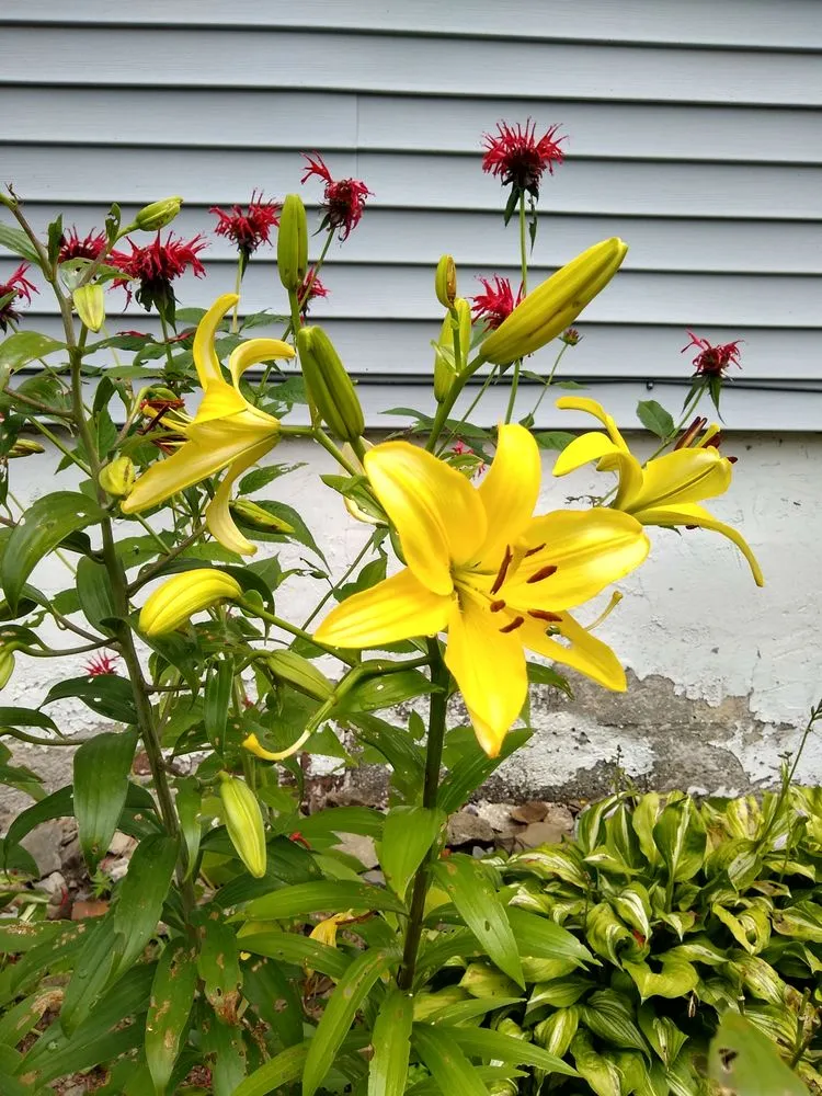 Professional landscape design experts serving Poughkeepsie, NY - Manny's Gardening & Landscaping