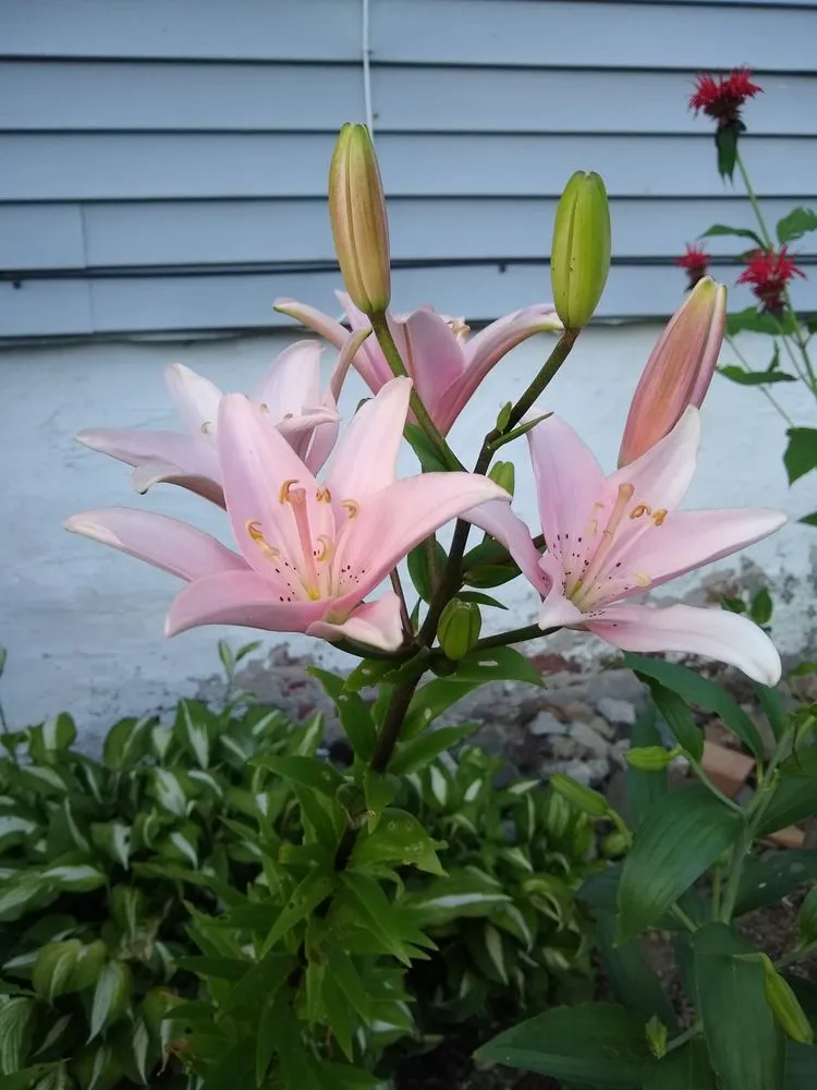 Top-rated landscape installation experts serving Poughkeepsie, NY - Manny's Gardening & Landscaping