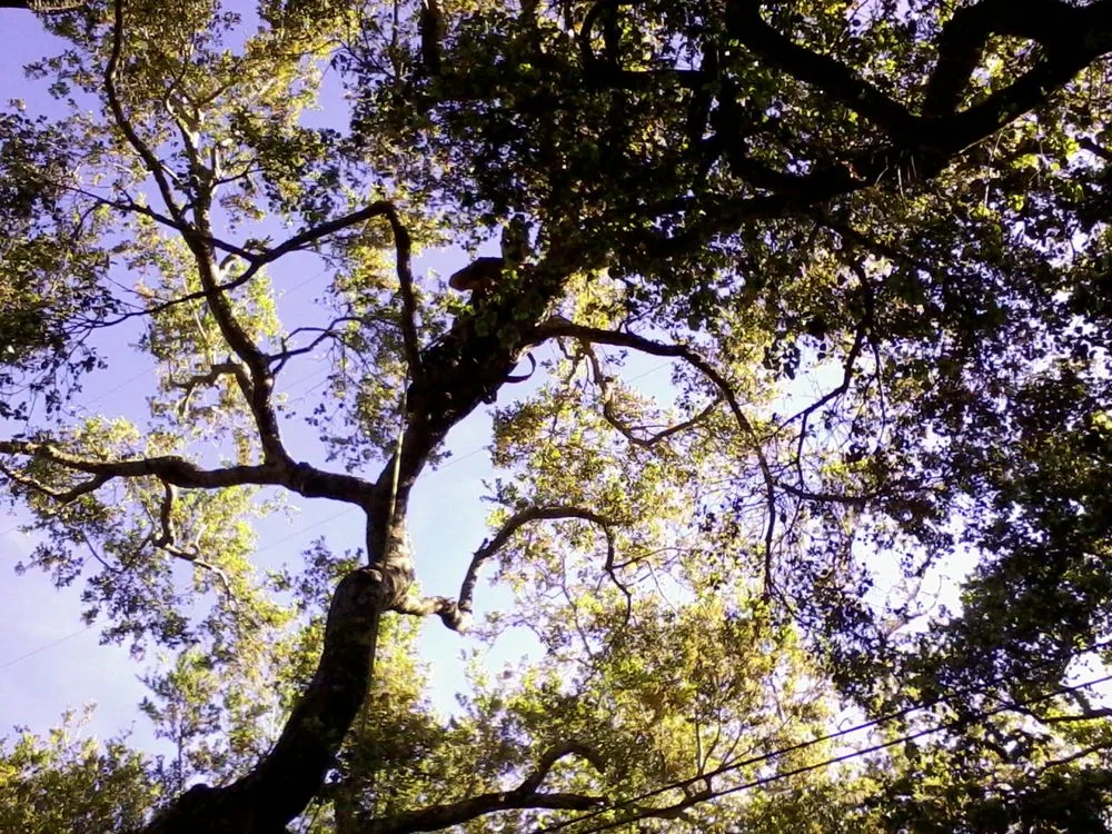 Expert yard maintenance in Carpinteria, CA - Manny's Gardening Pruning & Tree Care