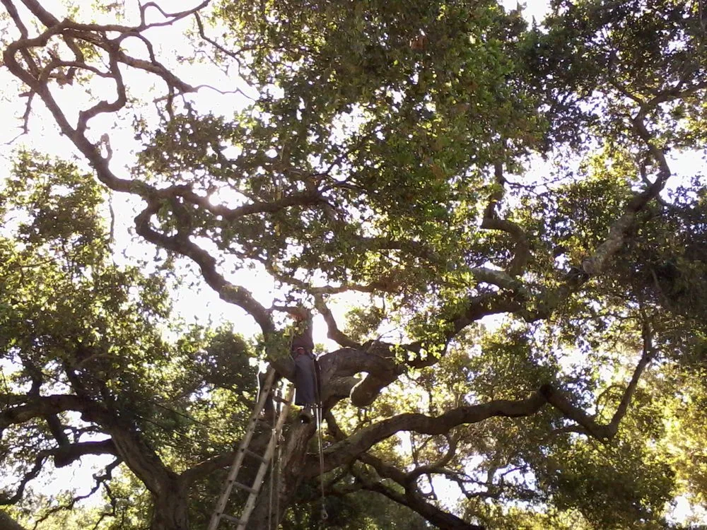 Reliable lawn mowing service experts serving Carpinteria, CA - Manny's Gardening Pruning & Tree Care