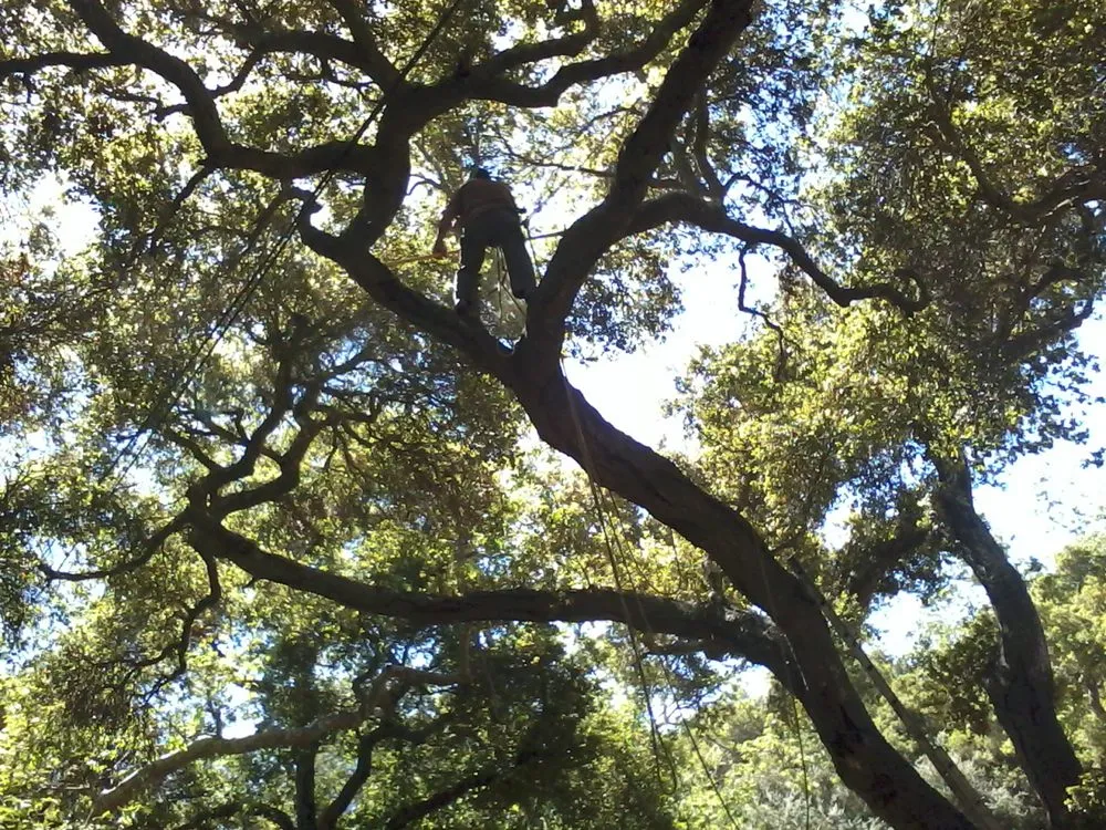 Reliable landscape installation in Carpinteria, CA by Manny's Gardening Pruning & Tree Care