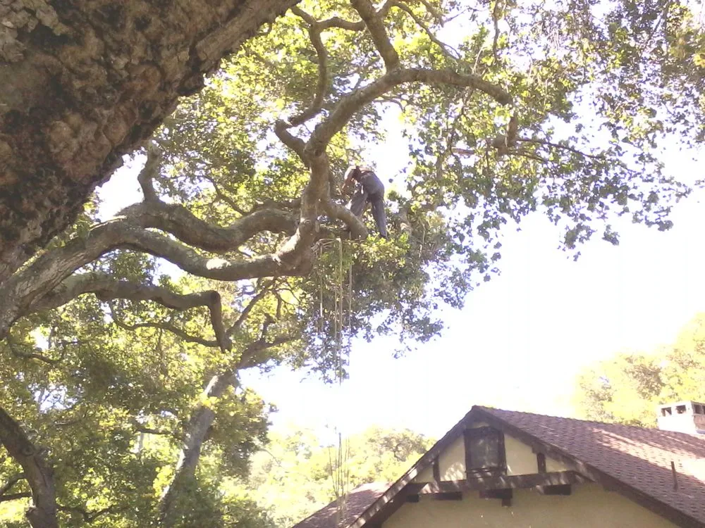 Trusted landscape installation for beautiful yards in Carpinteria, CA by Manny's Gardening Pruning & Tree Care