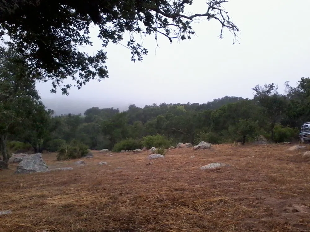 Trusted lawn care service in Carpinteria, CA by Manny's Gardening Pruning & Tree Care