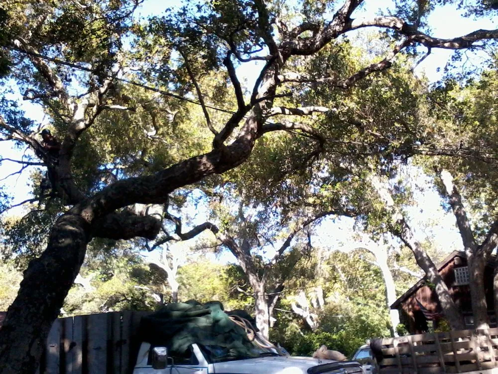 Professional yard cleanup service in Carpinteria, CA by Manny's Gardening Pruning & Tree Care