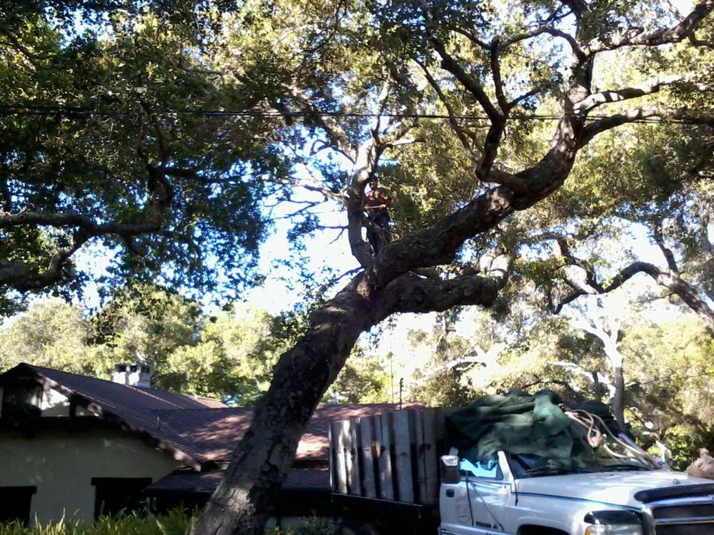 Top-rated lawn mowing service for beautiful yards across Carpinteria, CA - Manny's Gardening Pruning & Tree Care