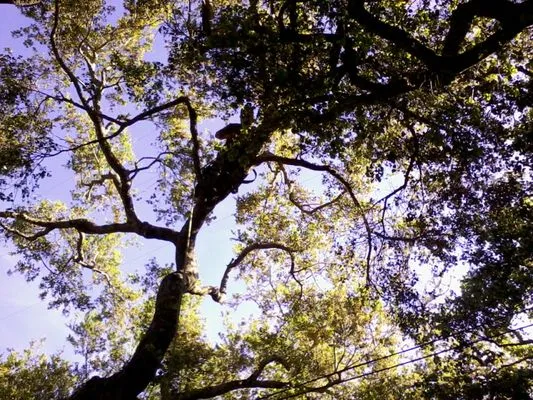 Manny's Gardening Pruning & Tree Care Logo