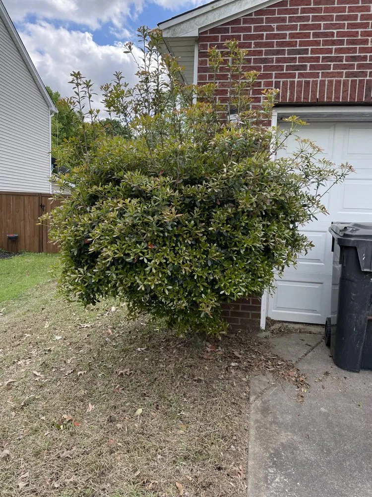 Professional residential landscaping in Ladson, SC by Manny’s Landscaping & More